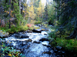 Bach im Fjäll