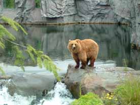 Orsa Bärenpark Dalarna