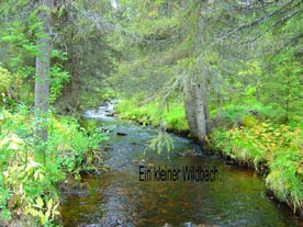 Wildbach